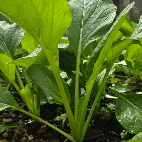 Sayur Bunga Kerbau
