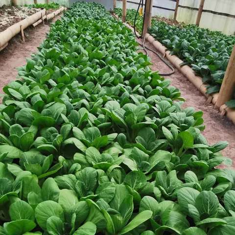 Sayur bunga