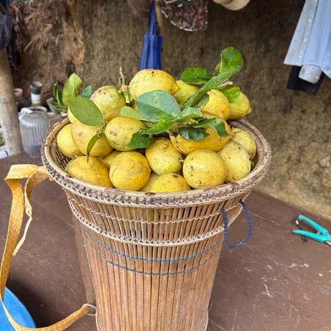 Lemon