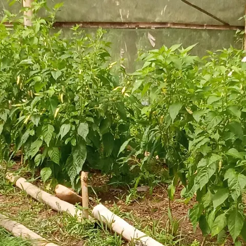 Lada putih