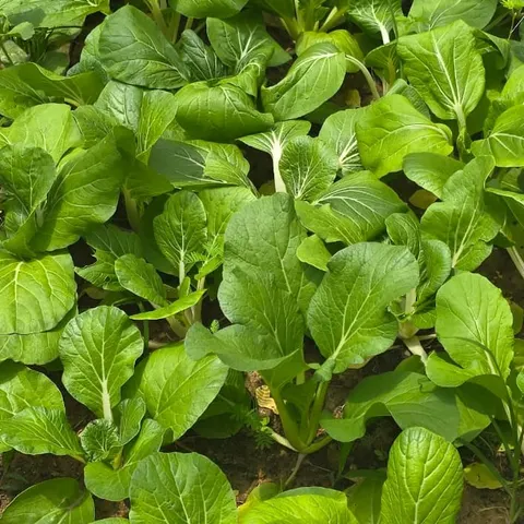 sayur putih
