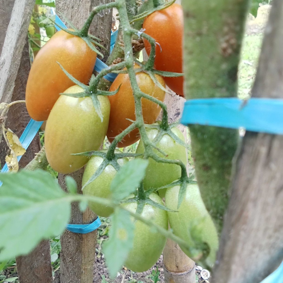 Tomato