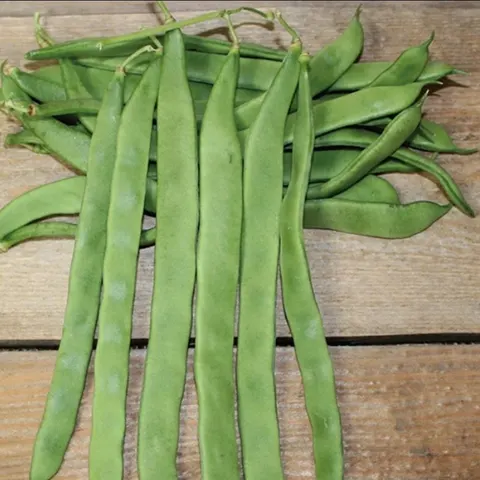 Kacang Pendek Kampung