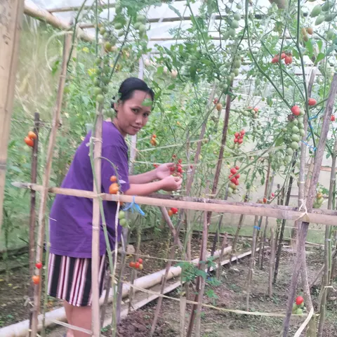 Tomato