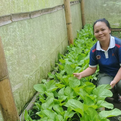 Sayur sawi pahit
