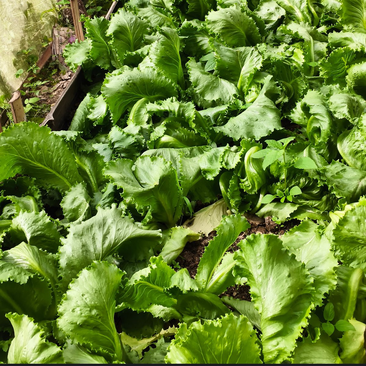 Iceberg lettuce